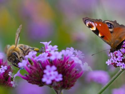 bee and butterfly on flowers
