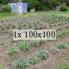 a photo showing neat rows of young potato plants